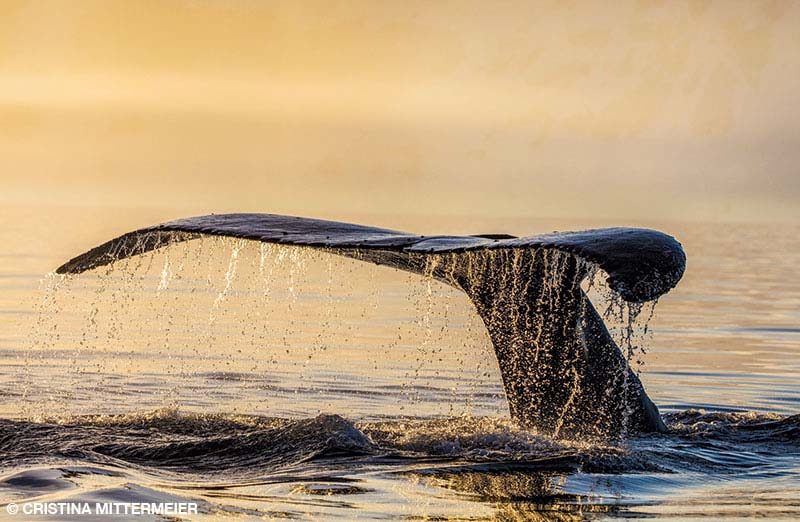 The fluke of a humpback whale lifts above the sea in the warm glow of dusk off the coast of the Antarctic Peninsula.
