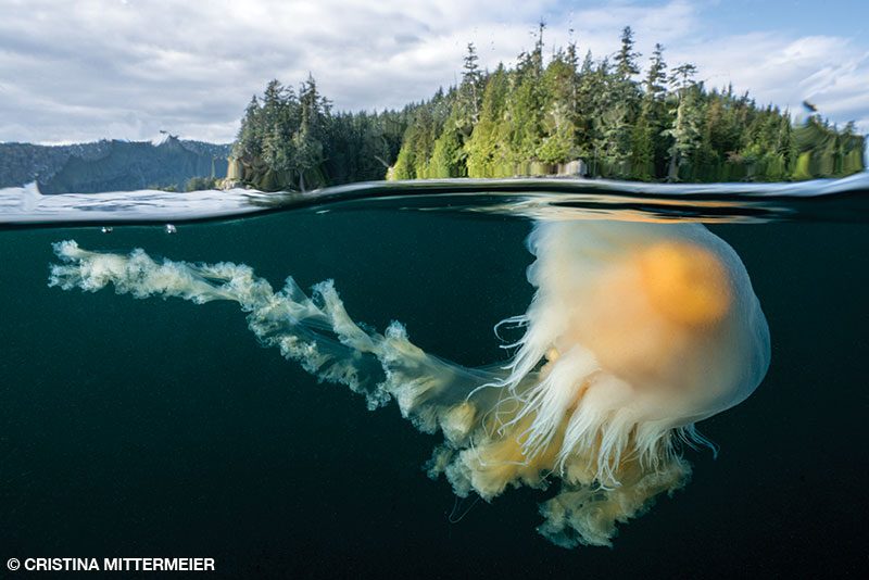 An egg-yolk jellyfish with a long trail