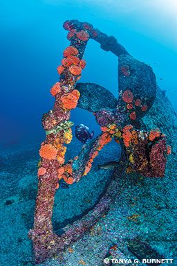 An intact propeller on the stern of an underwater shipwreck with a diver in the background