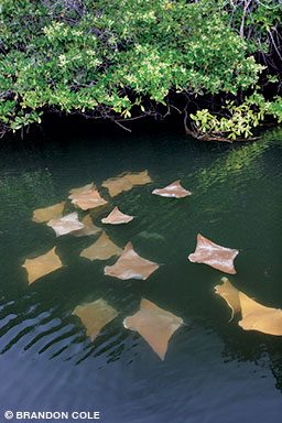 Juvenile golden cownose rays swim in Galápagos mangroves