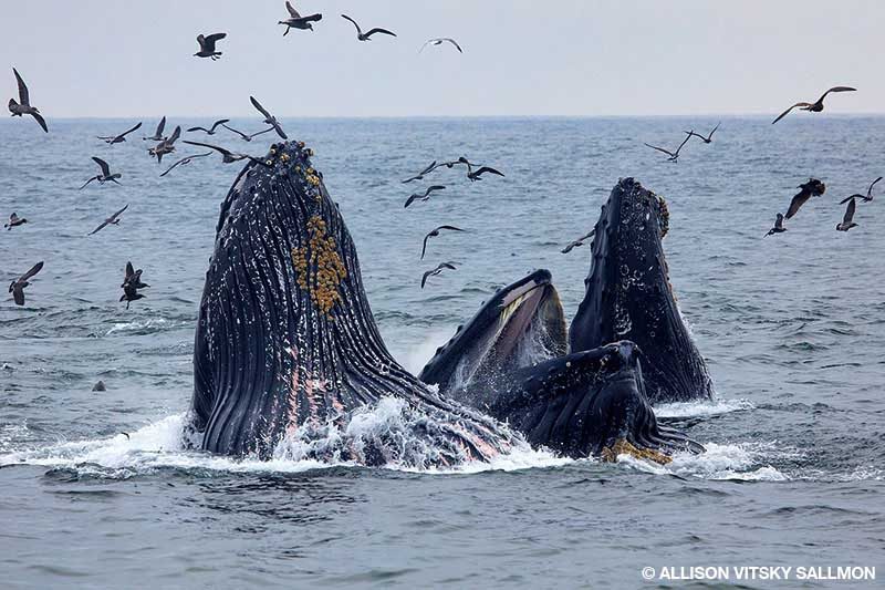 Lunge-feeding humpback whales break the surface in Monterey Bay.