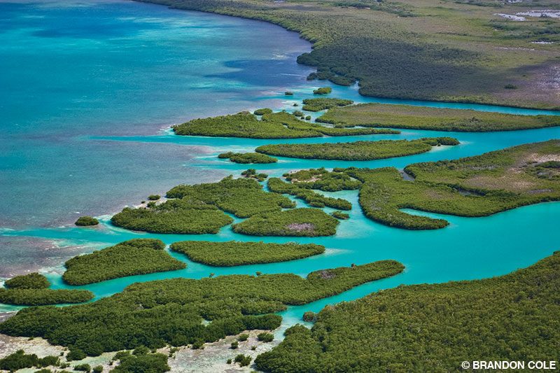 Mangroves near a river mouth along the Belize coast