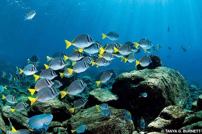 A school of yellowtail surgeonfish feeding on algae-covered boulders