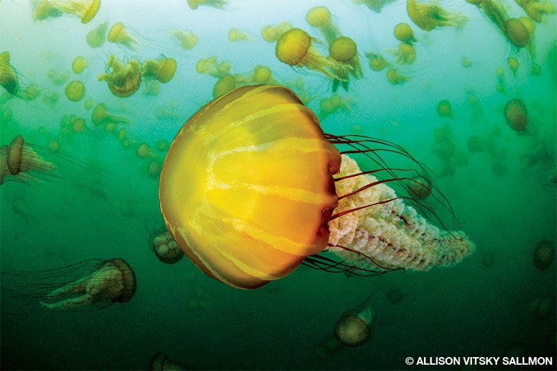 A bloom of sea nettle jellyfish delivers a lovely safety stop in Monterey Bay.