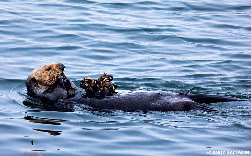 A sea otter feeds on a clump of mussels near Cannery Row in Monterey.