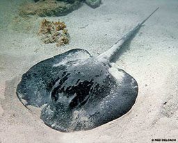 A black stingray snuggles in the sand