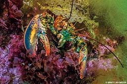 A lobster looks rainbow in color thanks to lighting, as it crawls up some kelp