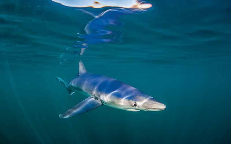 A bug-eyed shark goes for a swim