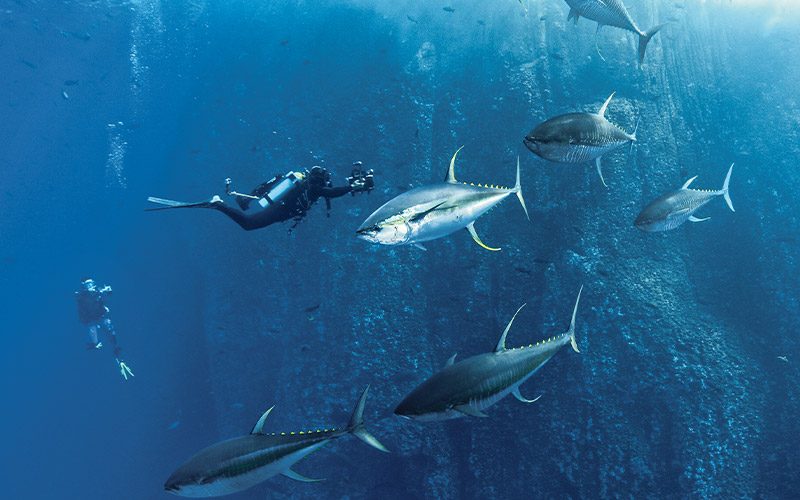 A few tuna swim with a diver