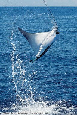 A giant devil ray performs an aerial maneuver in the Pelagos Sanctuary.
