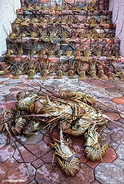 A group of dead lobsters posed on stairs