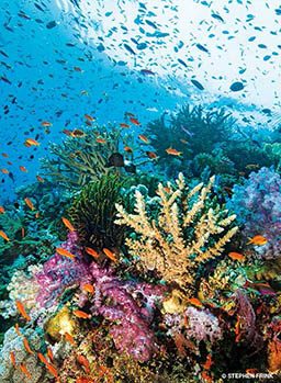 A healthy colorful reef with corals and fish