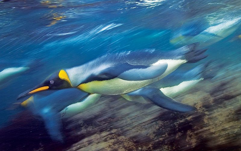 A king penguin glides underwater