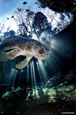 A manatee hovers peacefully at the Crystal River National Wildlife Refuge.