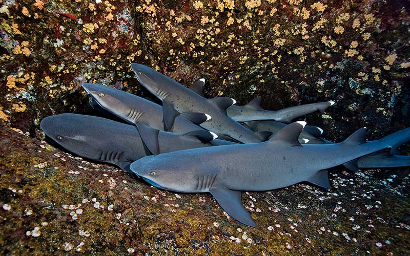 A frenzy of four whitetip reef sharks