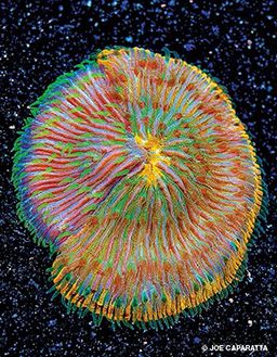 A rainbow coral chimera distinctly showing two different, yet fused, pieces
