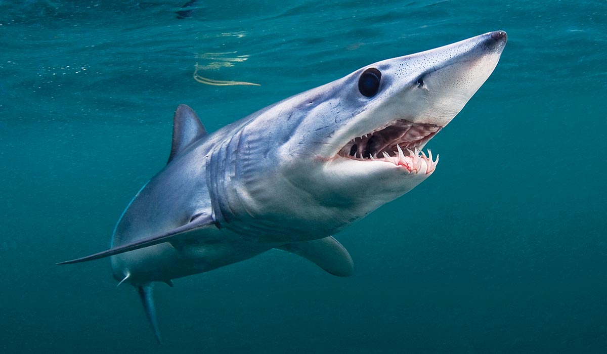 A shortfin mako has beady eyes and its mouth is open. It looks fierce and hungry