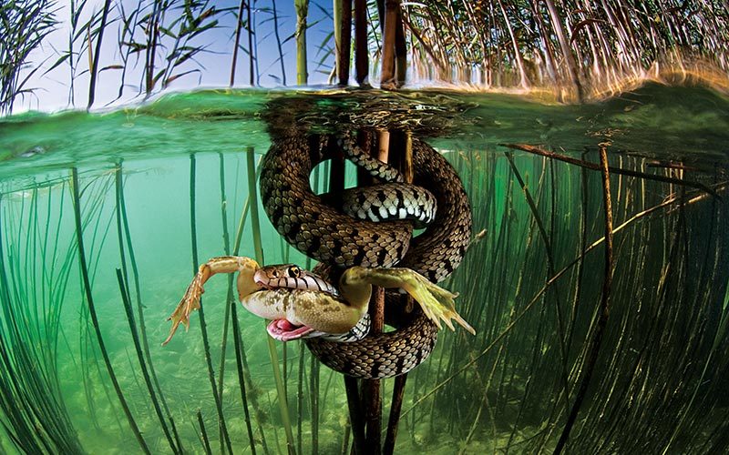 A snake is eating a frog underwater