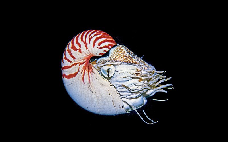 A white Nautilus