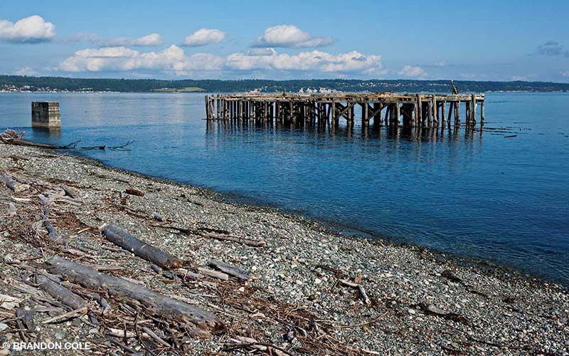 The abandoned wharf provides yet more habitat for critters.
