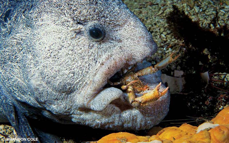 An old male wolf-eel chomps a crab.