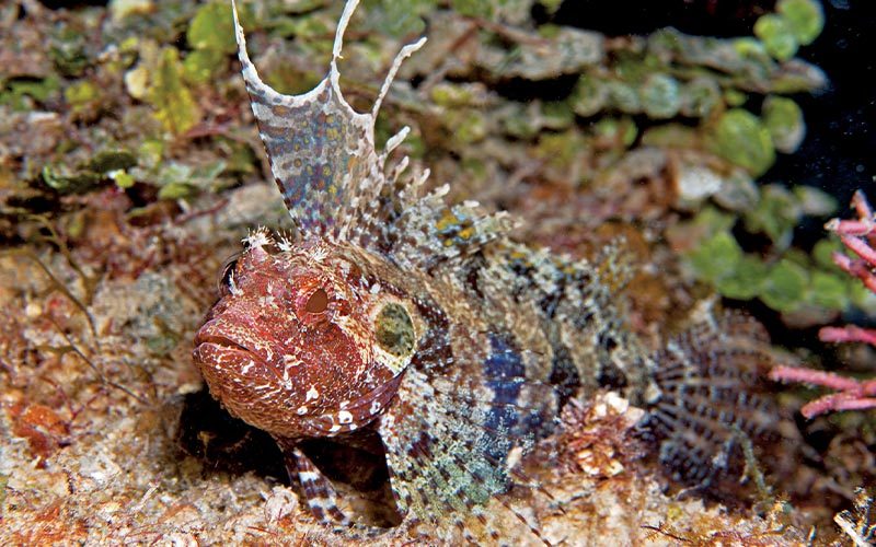 An ugly, lumpy quilfin blenny