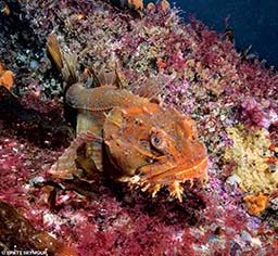An ugly orange sculpin is spotted
