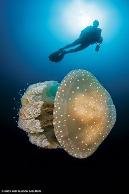 A plump Australian spotted jellyfish floats by diver