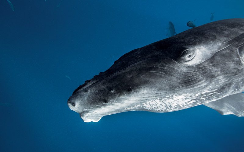 A baby humpback whale comes up to the camera