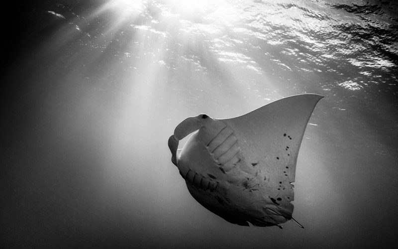 A black-and-white image of a devil ray swimming close to the ocean surface
