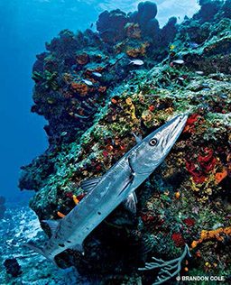 Barracuda swims around corals