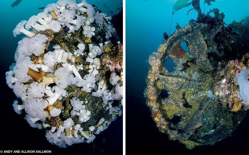 Two images next to each other. On the left, a sunken propeller covered in anemones. On the right one year later, the same propeller is empty and has no anemones.