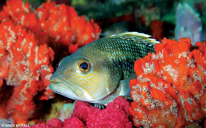 Black sea bass pokes its head out of red corals
