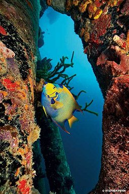 A blue-and-yellow queen angelfish swims up a reef