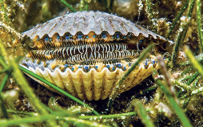 Blue-eyed scallop nestled in seagrass