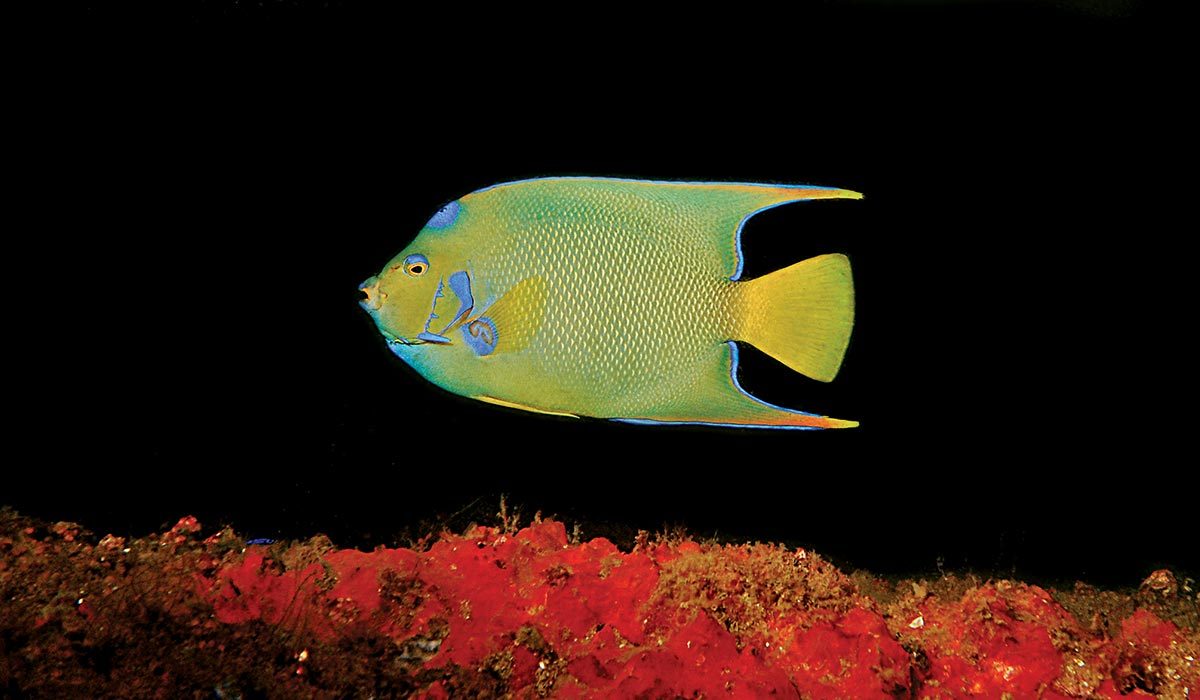 Blue-green angelfish over red corals