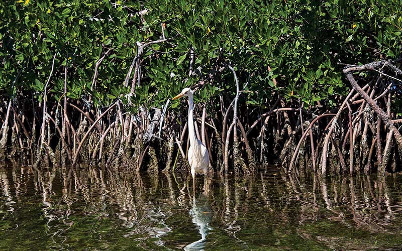 Blue heron stands in water next to seagrass