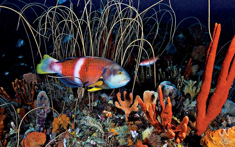 Blue-throated wrasse swims through a reef