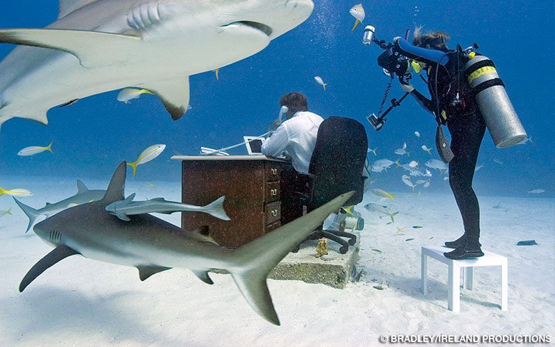 DAN Member Georgienne Bradley shoots a photo underwater. A man sits at a desk and is surrounded by sharks