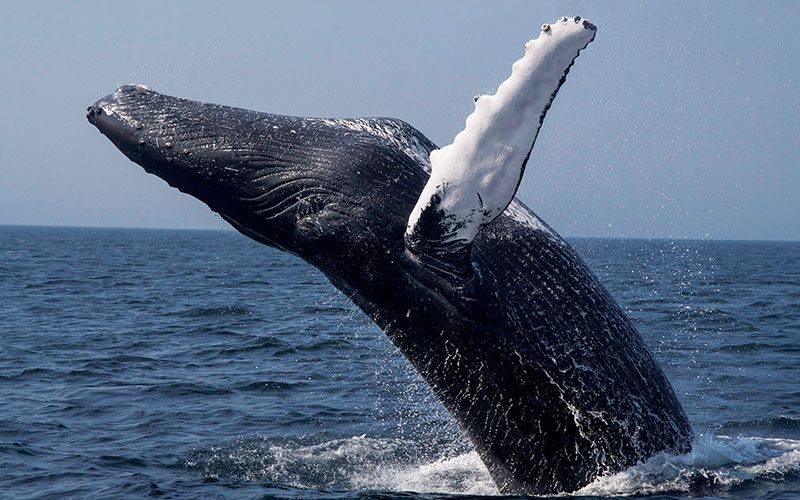 Breaching humpback whale is falling back down into the water gracefully