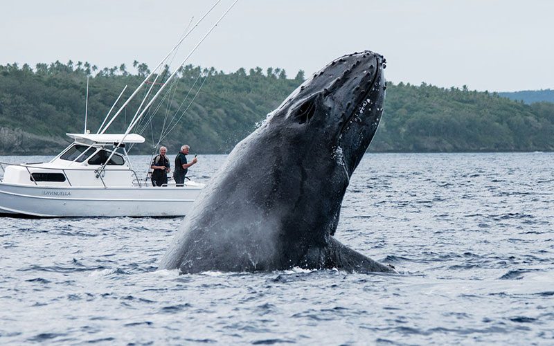 A breaching humpback whale appears next to a little boat