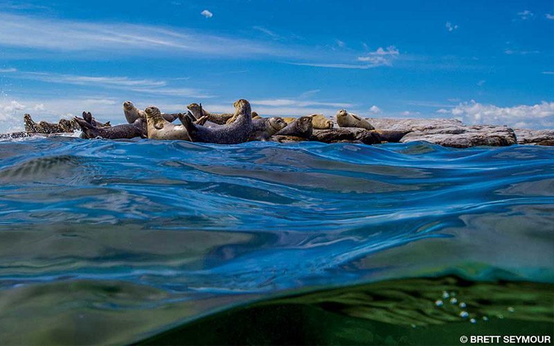 Bunch of seals hang out above the water