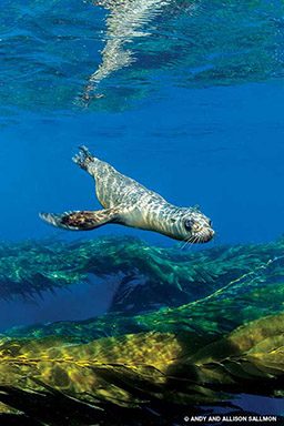 A gray California sea lion swims above some kelp