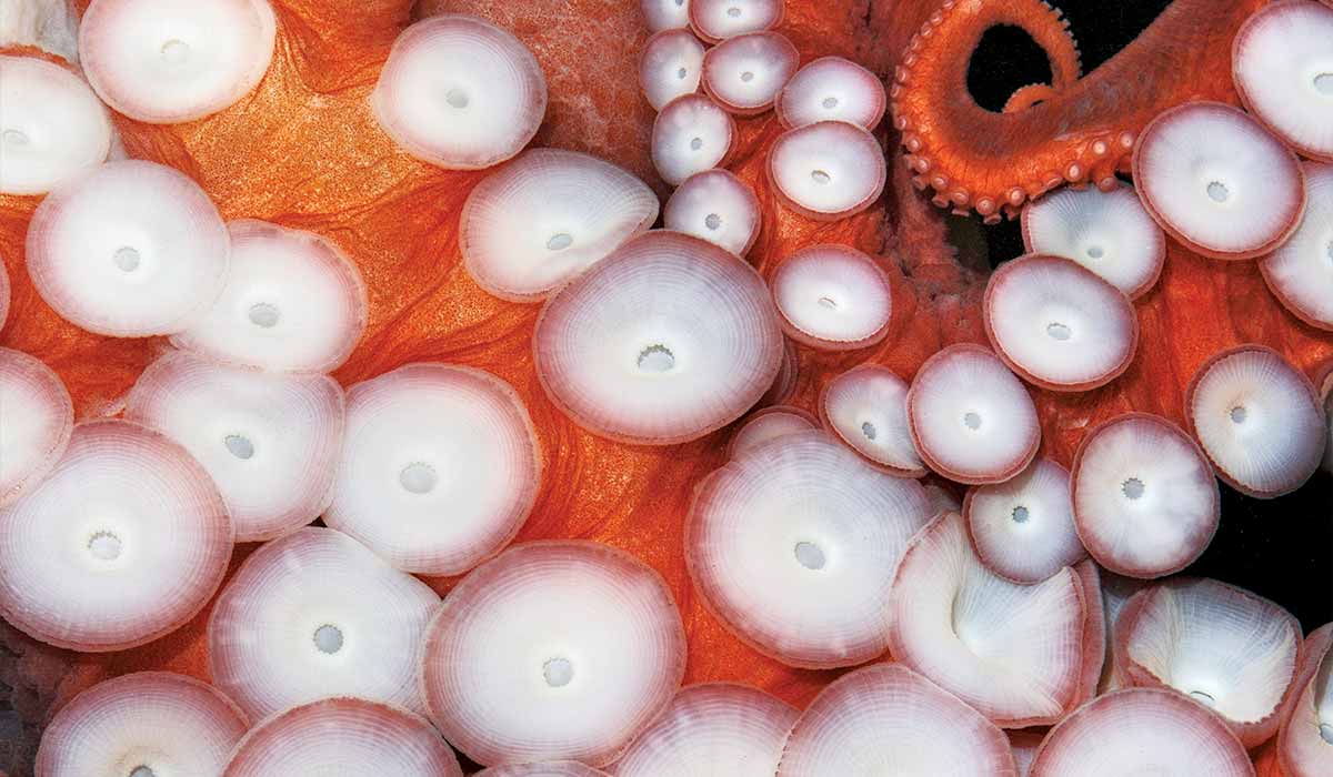 Close up of orange octopus tentacles