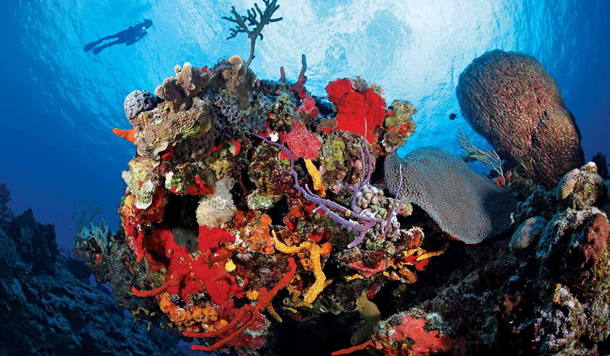 Colorful corals and sponges with a diver swimming nearby