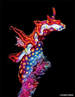 A nudibranch is red and white in color