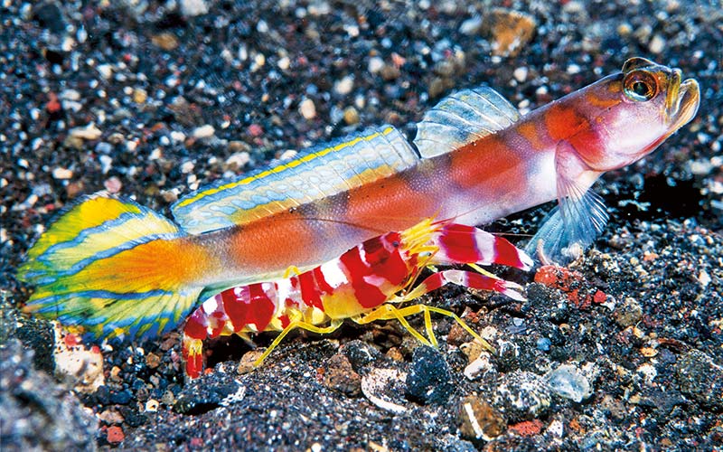 Colorful shrimpgoby has its mouth open