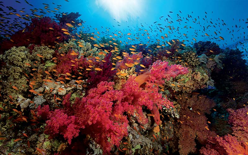 Colorful soft corals
