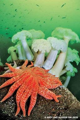 Creepy-green water and an orange sea critter