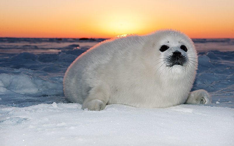 A cuddly, white harp seal looks at the camera with a sunset behind it
